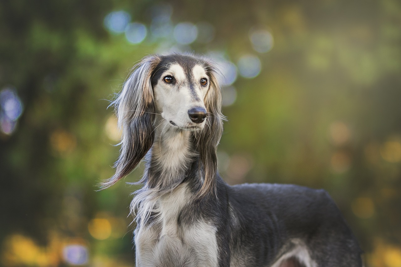 Hunde im Zuschauerraum